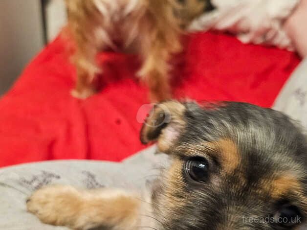 Puppy yorkshire terrier yorkie cute dogs ready to leave born March 28th for sale in Abergavenny/Y Fenni, Monmouthshire - Image 2