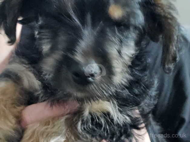 Puppy yorkshire terrier yorkie cute dogs ready to leave born March 28th for sale in Abergavenny/Y Fenni, Monmouthshire - Image 3