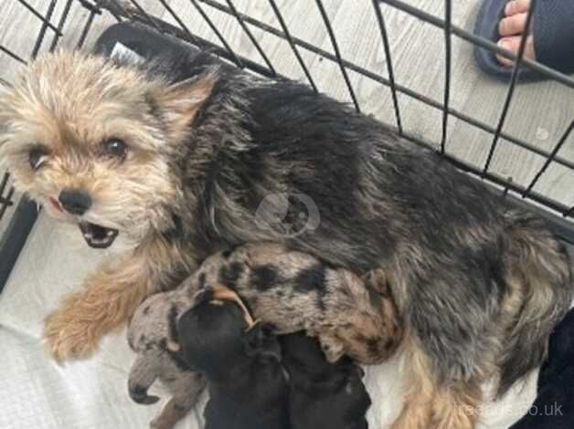 Puppy's for sale in Heathfield, South Ayrshire - Image 2