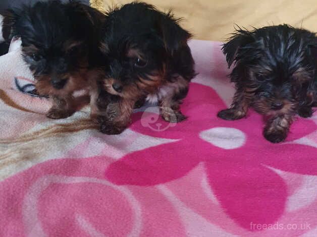 Puppy's for sale in Hull, East Riding Of Yorkshire - Image 2