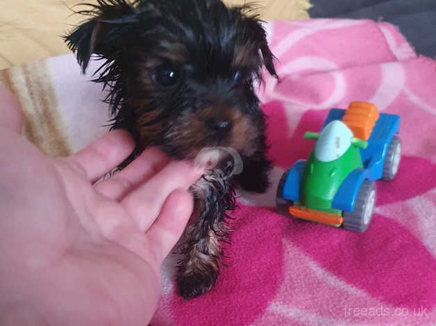 Puppy's for sale in Hull, East Riding Of Yorkshire - Image 3