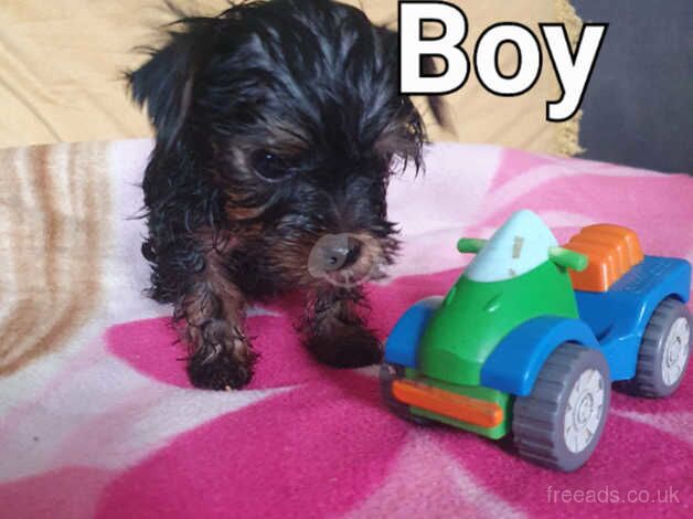 Puppy's for sale in Hull, East Riding Of Yorkshire - Image 4