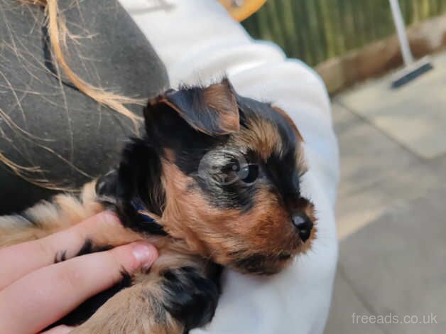 4 (10 weeks old) Yorkshire terrier Puppy's for sale in Peterborough, Cambridgeshire - Image 1