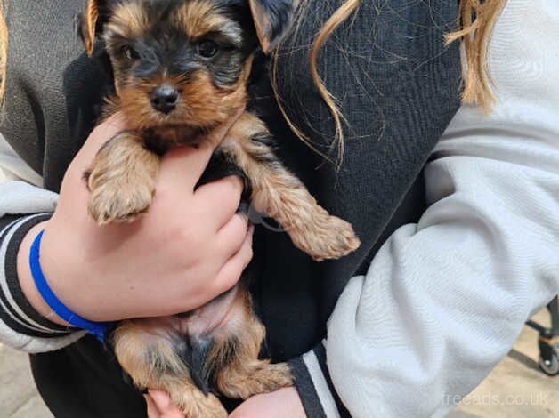 4 (10 weeks old) Yorkshire terrier Puppy's for sale in Peterborough, Cambridgeshire - Image 2