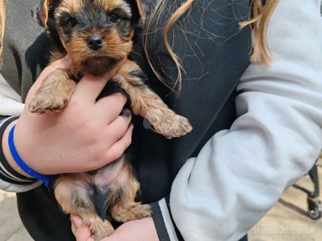 4 (10 weeks old) Yorkshire terrier Puppy's for sale in Peterborough, Cambridgeshire - Image 3