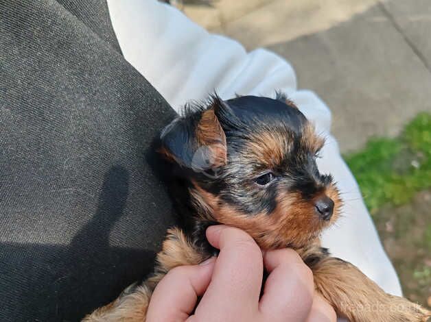 4 (10 weeks old) Yorkshire terrier Puppy's for sale in Peterborough, Cambridgeshire - Image 4