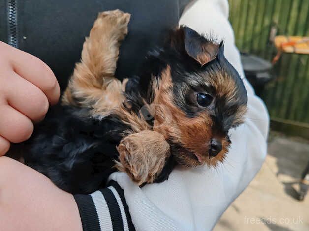 4 (10 weeks old) Yorkshire terrier Puppy's for sale in Peterborough, Cambridgeshire - Image 5