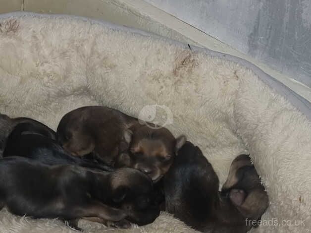 Pups for sale in Rotherham, South Yorkshire