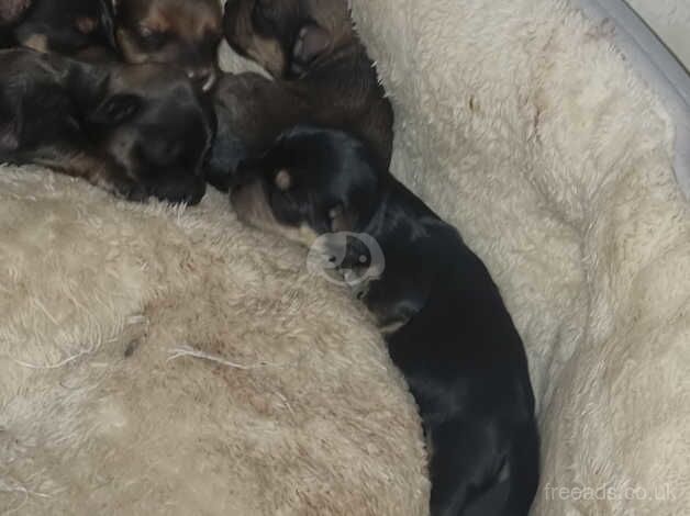 Pups for sale in Rotherham, South Yorkshire - Image 2