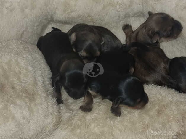 Pups for sale in Rotherham, South Yorkshire - Image 3