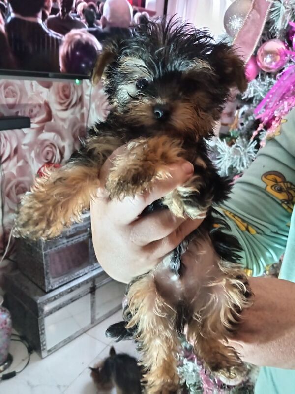 Pure bred Yorkshire Terrier puppies for sale in Oldham, Greater Manchester