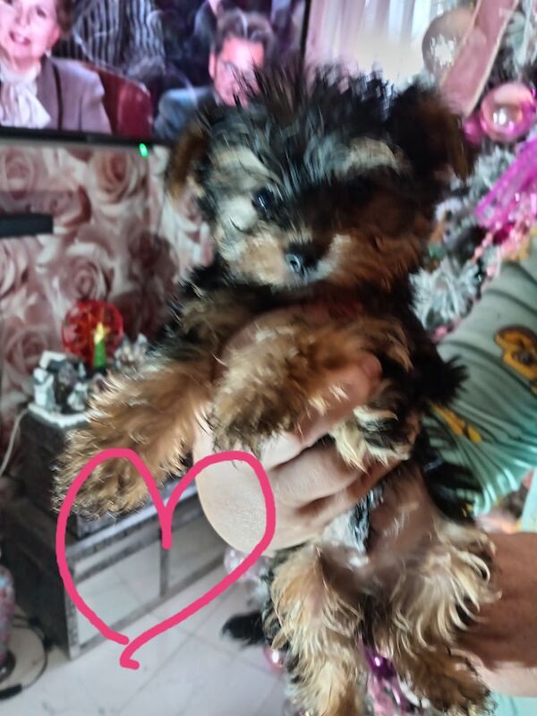 Pure bred Yorkshire Terrier puppies for sale in Oldham, Greater Manchester - Image 2