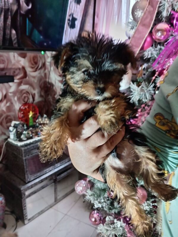 Pure bred Yorkshire Terrier puppies for sale in Oldham, Greater Manchester - Image 3