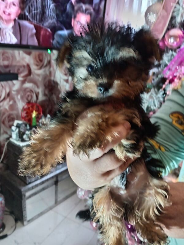 Pure bred Yorkshire Terrier puppies for sale in Oldham, Greater Manchester - Image 7