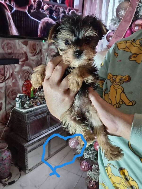 Pure bred Yorkshire Terrier puppies for sale in Oldham, Greater Manchester - Image 8