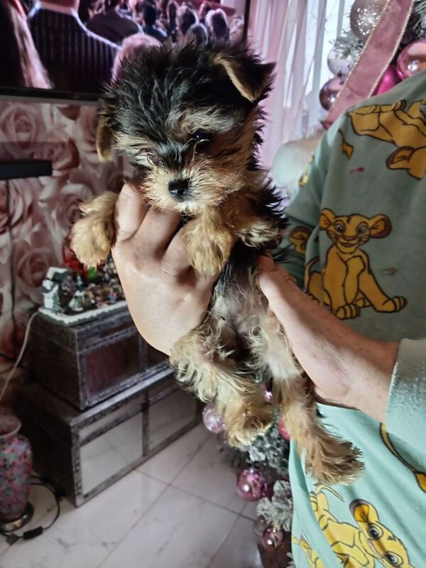 Pure bred Yorkshire Terrier puppies for sale in Oldham, Greater Manchester - Image 9