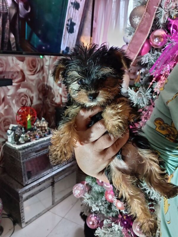 Pure bred Yorkshire Terrier puppies for sale in Oldham, Greater Manchester - Image 11