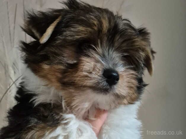 Pure breed Biewer Yorkshire terrier boy for sale in Borehamwood, Hertfordshire