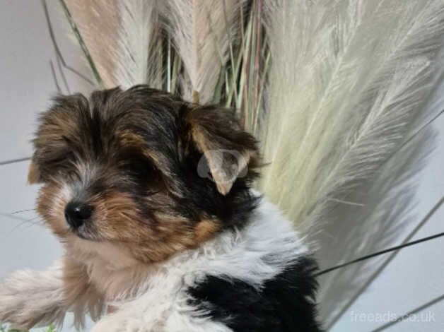 Pure breed Biewer Yorkshire terrier boy for sale in Borehamwood, Hertfordshire - Image 2