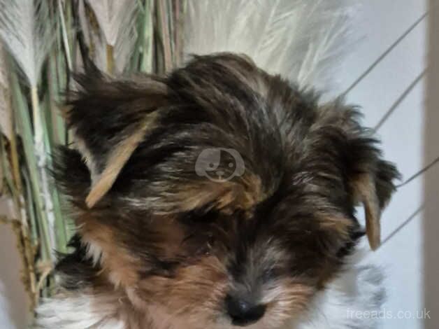 Pure breed Biewer Yorkshire terrier boy for sale in Borehamwood, Hertfordshire - Image 3