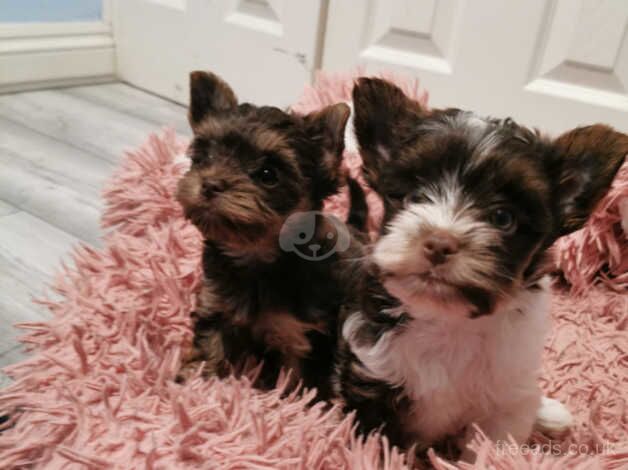 Pure pedigred yorkie choco tan and biro for sale in Boston, Lincolnshire - Image 1