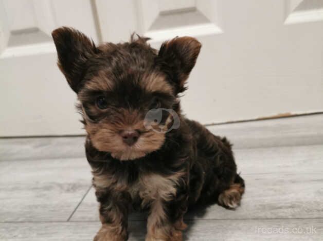 Pure pedigred yorkie choco tan and biro for sale in Boston, Lincolnshire - Image 3