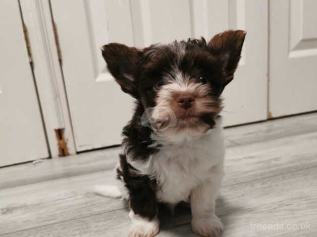 Pure pedigred yorkie choco tan and biro for sale in Boston, Lincolnshire - Image 4