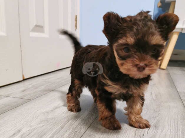 Pure pedigred yorkie choco tan and biro for sale in Boston, Lincolnshire - Image 5