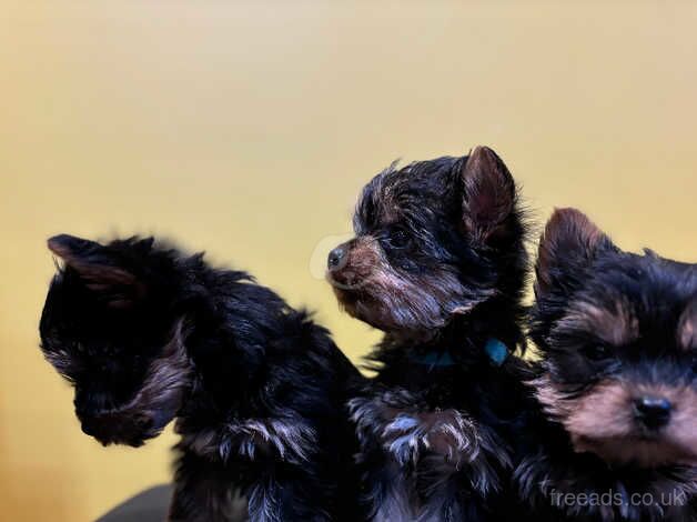 Puree Yorkshire Terriers puppies BOYS ONLY for sale in Tewkesbury, Gloucestershire - Image 1