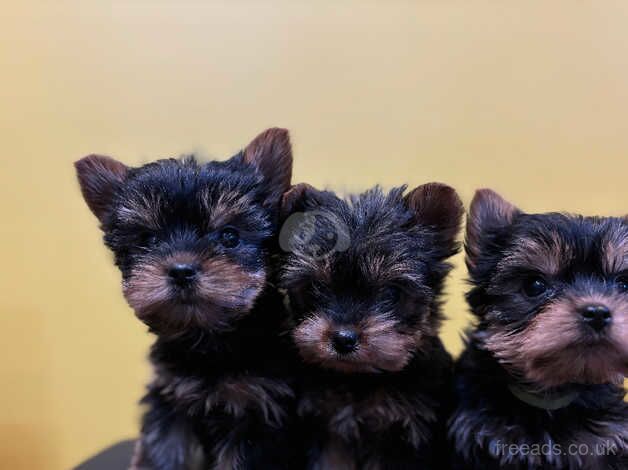 Puree Yorkshire Terriers puppies BOYS ONLY for sale in Tewkesbury, Gloucestershire - Image 2
