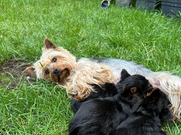 Puree Yorkshire Terriers puppies BOYS ONLY for sale in Tewkesbury, Gloucestershire - Image 3