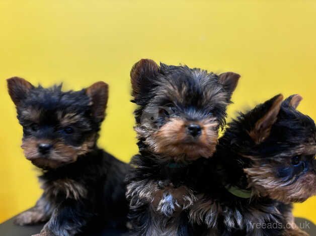 Puree Yorkshire Terriers puppies BOYS ONLY for sale in Tewkesbury, Gloucestershire - Image 4