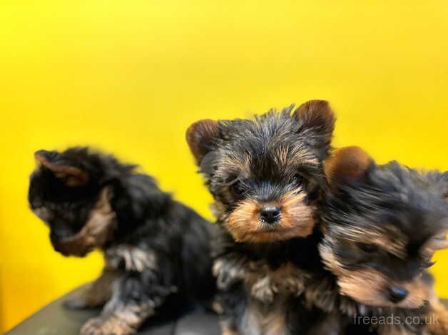 Puree Yorkshire Terriers puppies BOYS ONLY for sale in Tewkesbury, Gloucestershire - Image 5