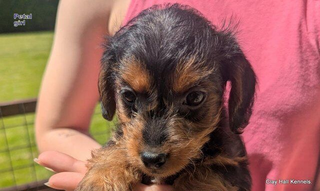 Quality F1 Yorkiepoo puppies, ready soon. for sale in Diss, Norfolk - Image 1