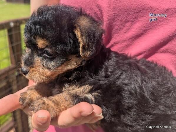 Quality F1 Yorkiepoo puppies, ready soon. for sale in Diss, Norfolk - Image 2
