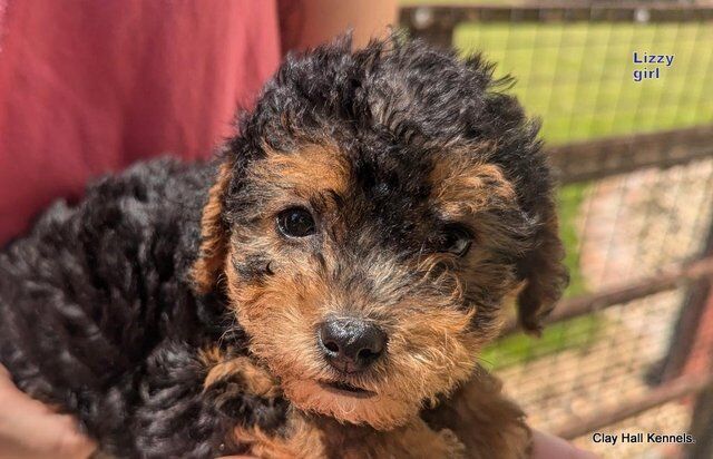 Quality F1 Yorkiepoo puppies, ready soon. for sale in Diss, Norfolk - Image 3