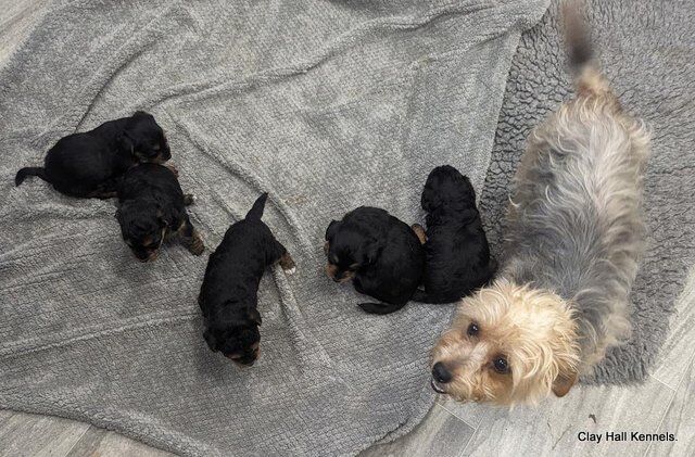 Quality F1 Yorkiepoo puppies, ready soon. for sale in Diss, Norfolk - Image 4