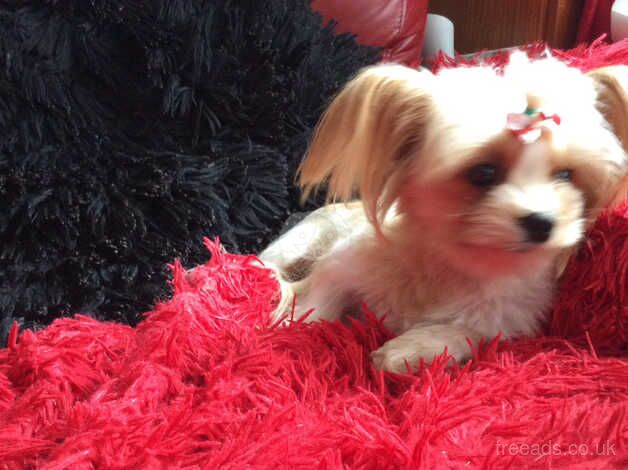 Rare Stunning gold dust yorkie girl 16 mth with papers for sale in Manchester, Greater Manchester