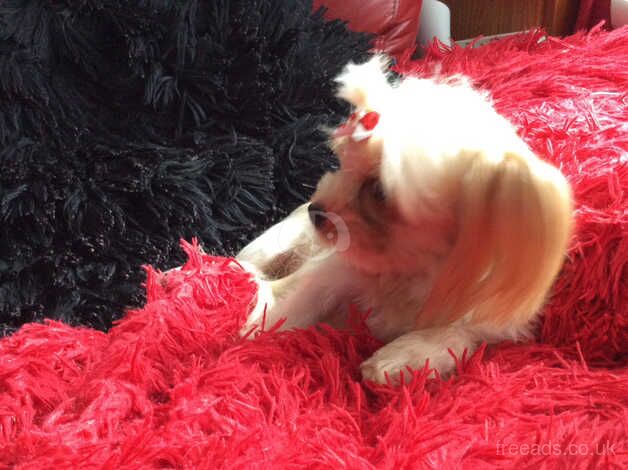 Rare Stunning gold dust yorkie girl 16 mth with papers for sale in Manchester, Greater Manchester - Image 2