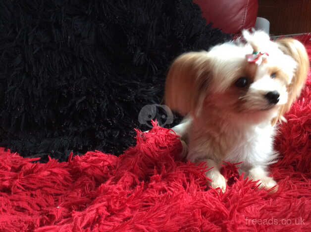 Rare Stunning gold dust yorkie girl 16 mth with papers for sale in Manchester, Greater Manchester - Image 3