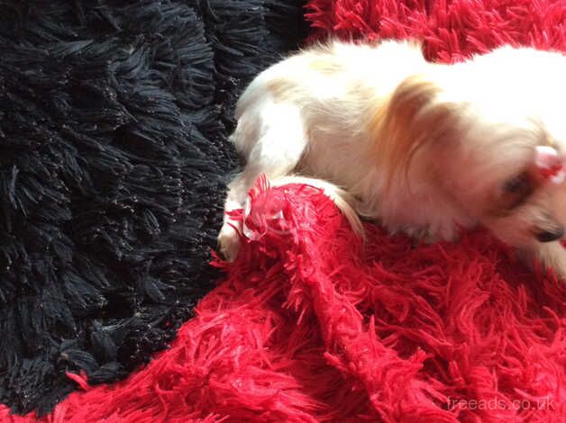 Rare Stunning gold dust yorkie girl 16 mth with papers for sale in Manchester, Greater Manchester - Image 4