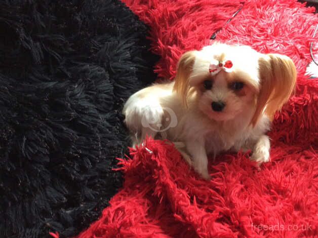 Rare Stunning gold dust yorkie girl 16 mth with papers for sale in Manchester, Greater Manchester - Image 5