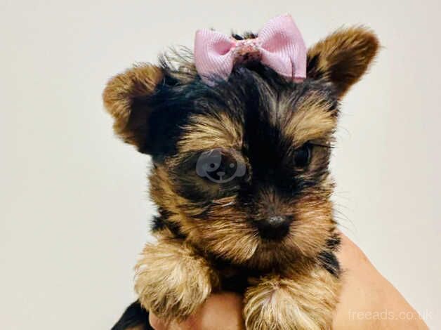 Ready now stunning Yorkies for sale in Barnsley, South Yorkshire