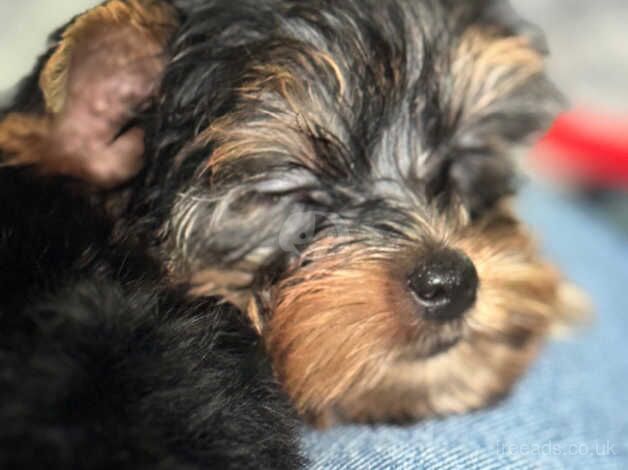 Ready now stunning Yorkies for sale in Barnsley, South Yorkshire - Image 2