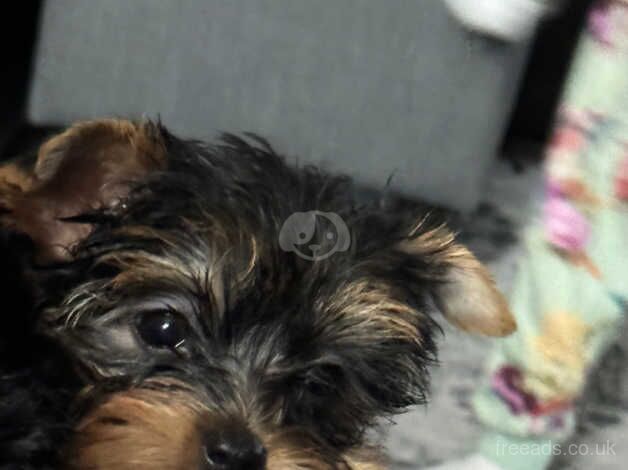 Ready now stunning Yorkies for sale in Barnsley, South Yorkshire - Image 3