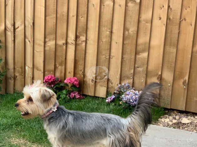 Ready now stunning Yorkies for sale in Barnsley, South Yorkshire - Image 4