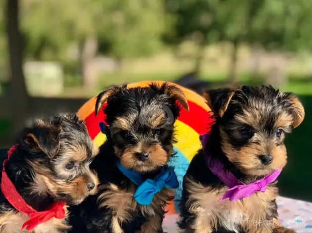 Red collar, Blue collar, Purple collar, Yorkie puppies for sale in Fleetwood, Lancashire - Image 1