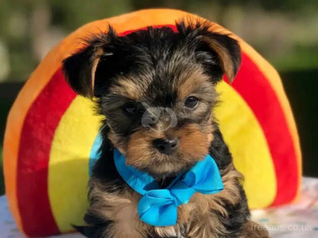 Red collar, Blue collar, Purple collar, Yorkie puppies for sale in Fleetwood, Lancashire - Image 2