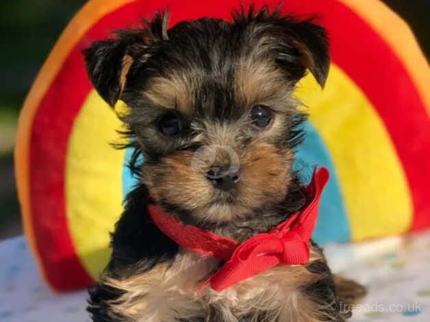 Red collar, Blue collar, Purple collar, Yorkie puppies for sale in Fleetwood, Lancashire - Image 3
