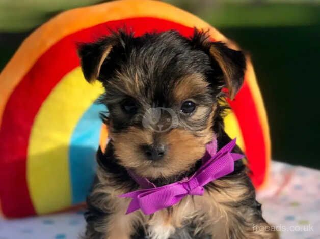 Red collar, Blue collar, Purple collar, Yorkie puppies for sale in Fleetwood, Lancashire - Image 4